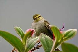 Golden-faced Tyrannulet