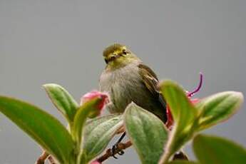 Tyranneau à face d'or