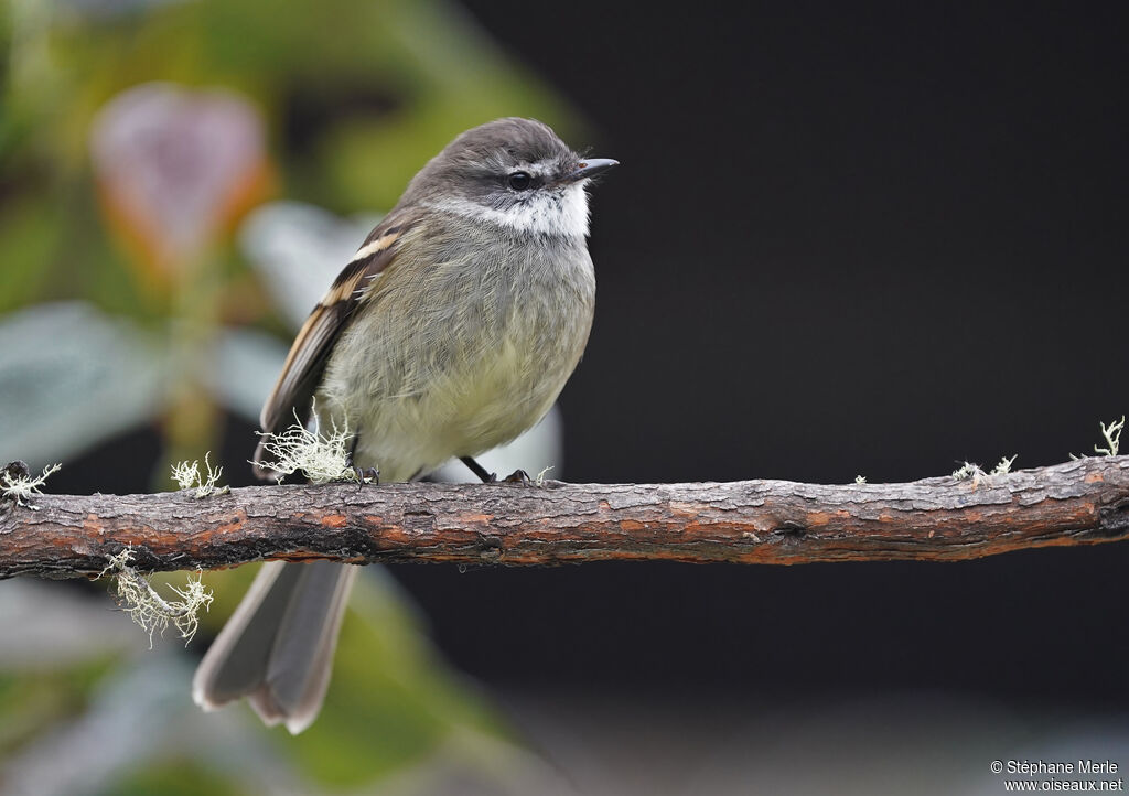 White-throated Tyrannuletadult