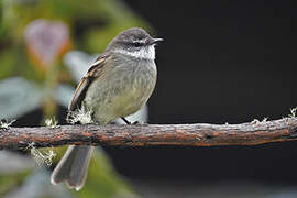 White-throated Tyrannulet