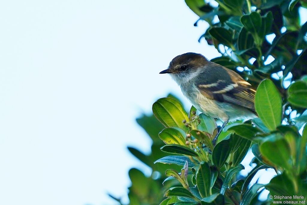 White-throated Tyrannuletadult