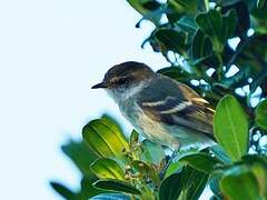 White-throated Tyrannulet