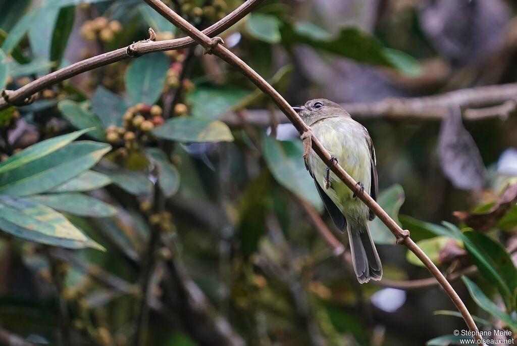 Ecuadorian Tyrannulet