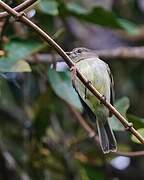 Ecuadorian Tyrannulet