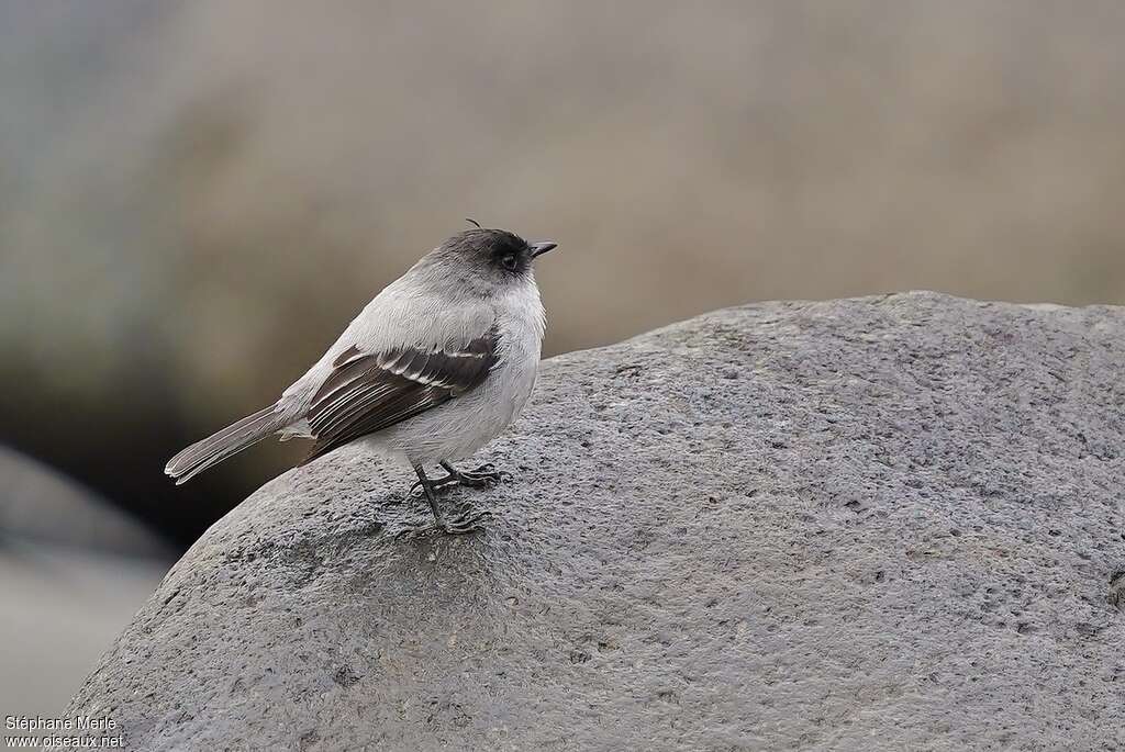 Tyranneau des torrentsadulte, identification