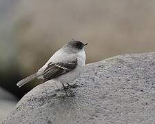 Torrent Tyrannulet