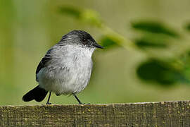 Torrent Tyrannulet