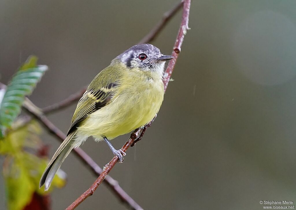 Marble-faced Bristle Tyrantadult