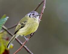 Marble-faced Bristle Tyrant