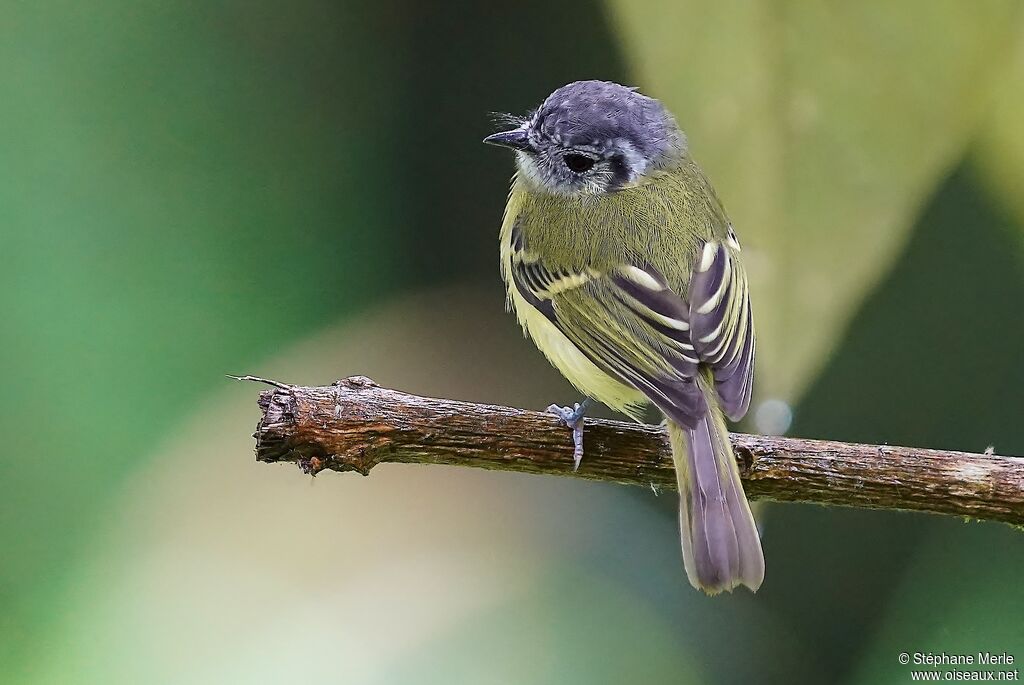 Marble-faced Bristle Tyrantadult