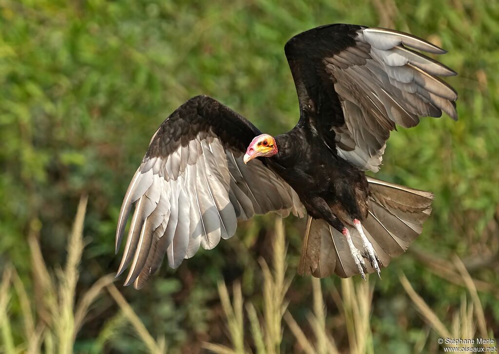 Lesser Yellow-headed Vultureadult