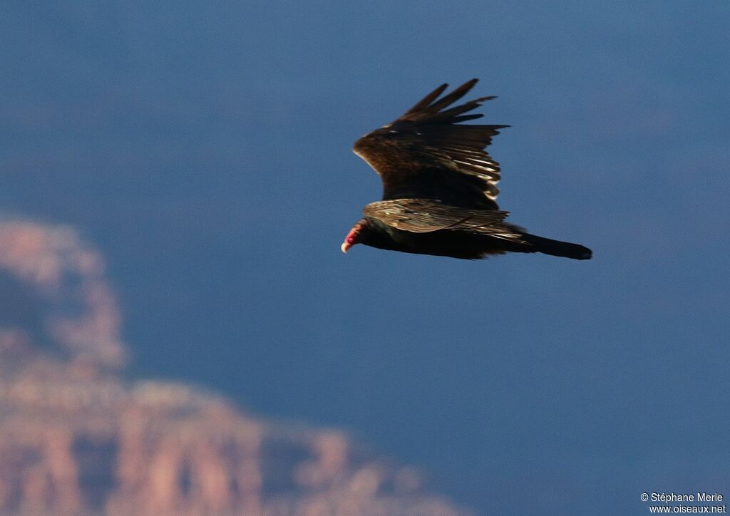 Urubu à tête rouge