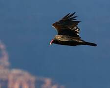 Turkey Vulture