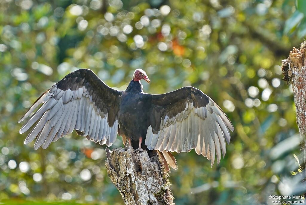 Turkey Vulture