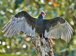 Turkey Vulture