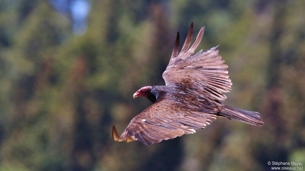 Turkey Vulture