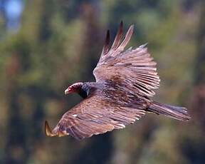 Urubu à tête rouge