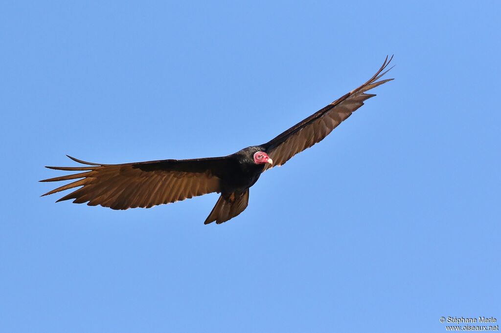 Urubu à tête rougeadulte