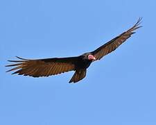 Turkey Vulture