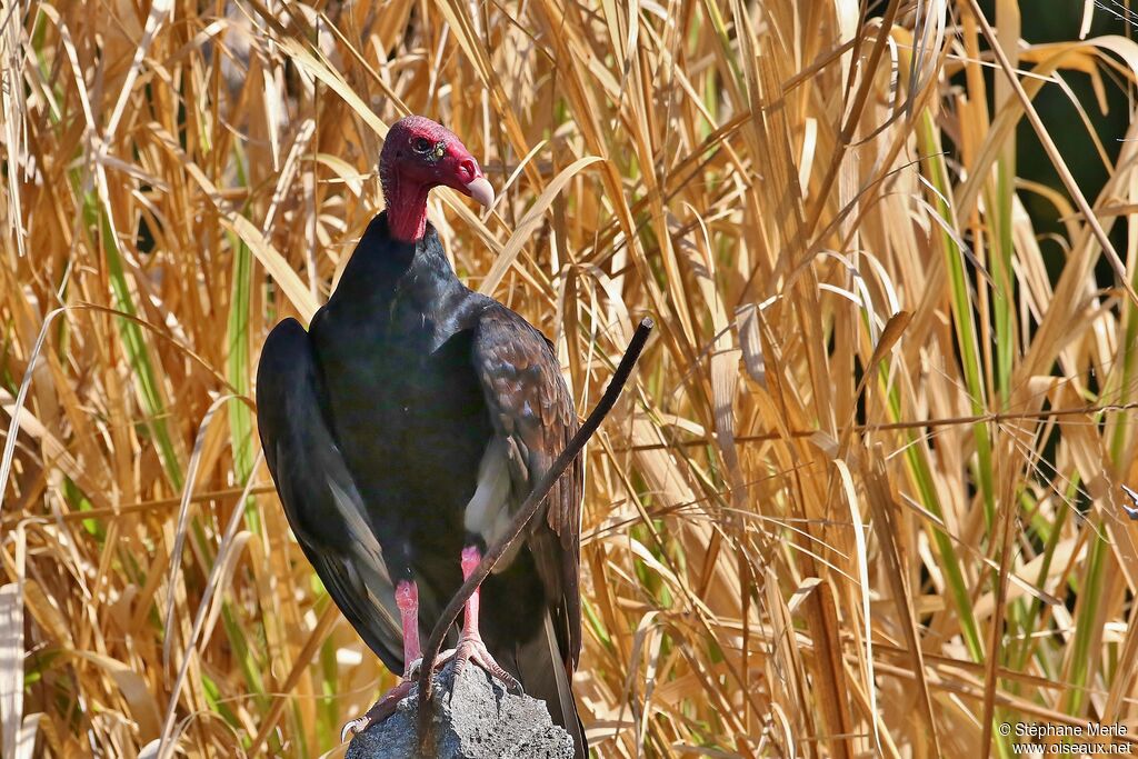 Urubu à tête rougeadulte