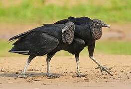 Black Vulture