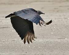 Black Vulture