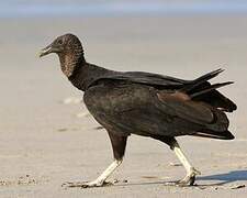 Black Vulture