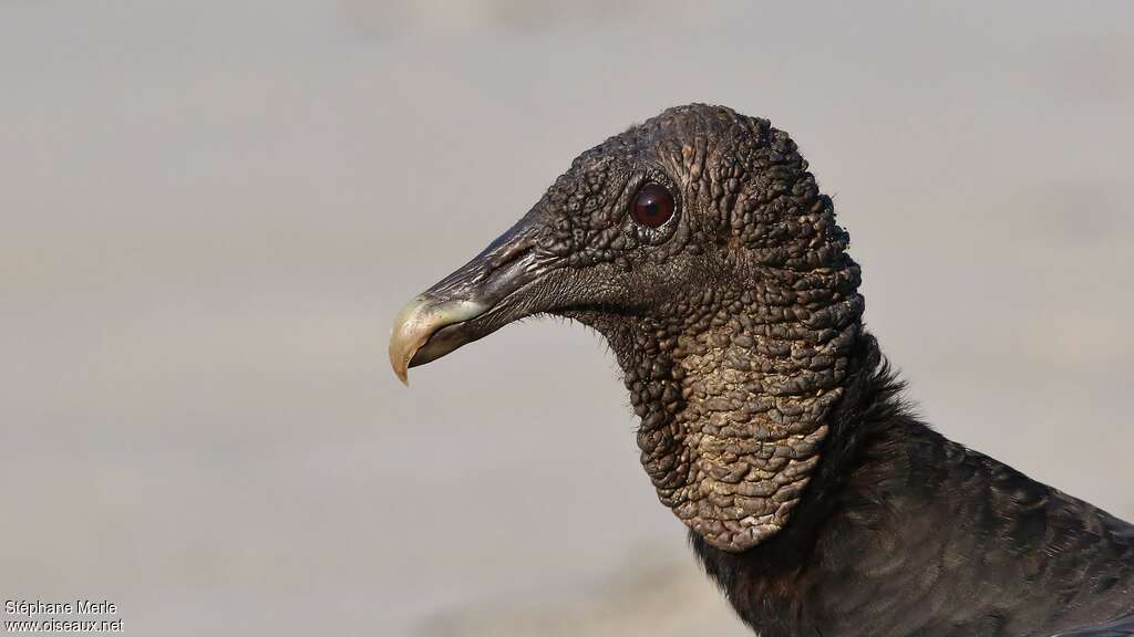 Black Vultureadult, close-up portrait