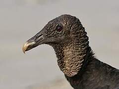 Black Vulture