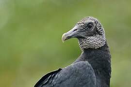 Black Vulture