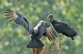 Black Vulture