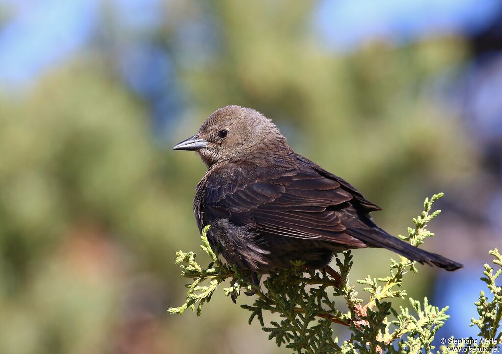 Brown-headed Cowbird female adult