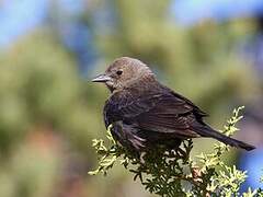 Brown-headed Cowbird