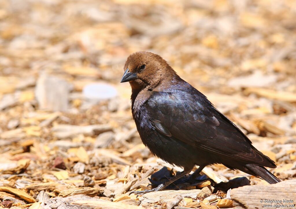 Vacher à tête brune mâle