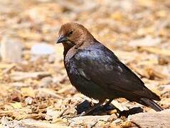 Brown-headed Cowbird