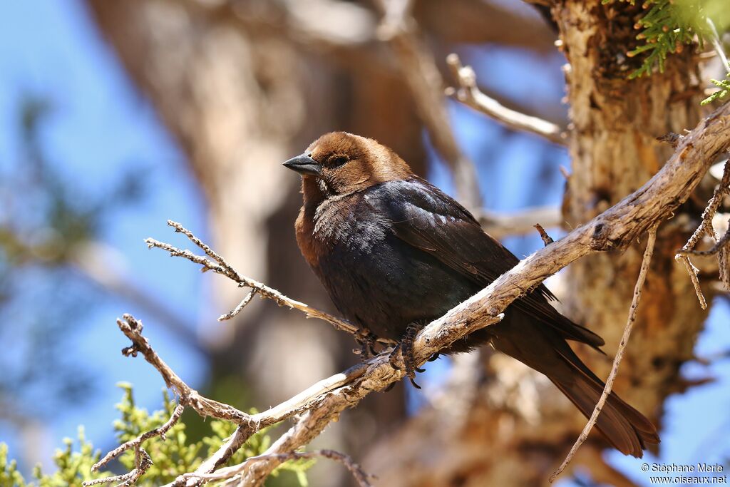 Brown-headed Cowbird male