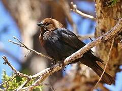 Brown-headed Cowbird