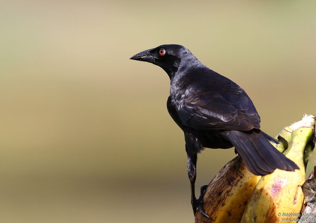 Giant Cowbird