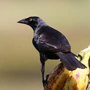 Giant Cowbird