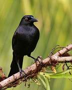 Giant Cowbird