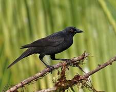 Giant Cowbird