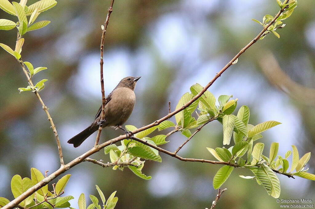 Shiny Cowbird female adult