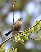 Shiny Cowbird