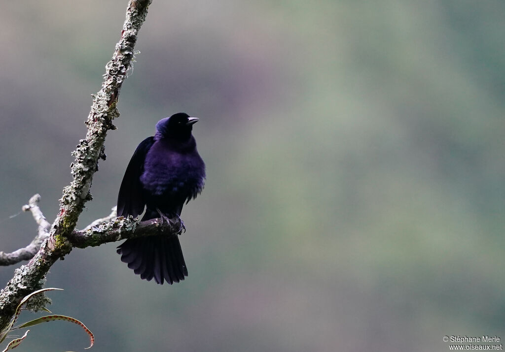 Shiny Cowbird male adult