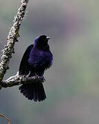 Shiny Cowbird