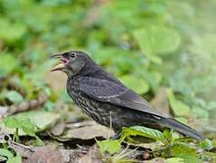 Shiny Cowbird