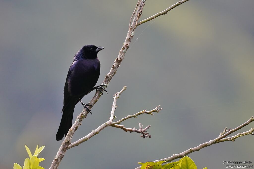 Shiny Cowbird male