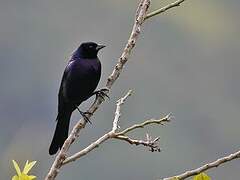 Shiny Cowbird