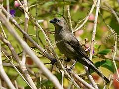 Shiny Cowbird