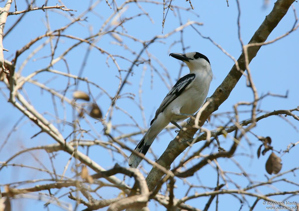 Hook-billed Vangaadult